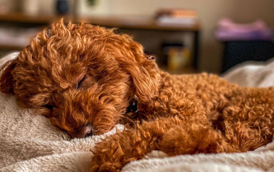 Poodle dễ dàng thích nghi với nhà mới hơn nhiều giống chó khác